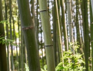 bamboo trees thumbnail