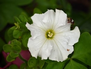 black bee on white flower thumbnail