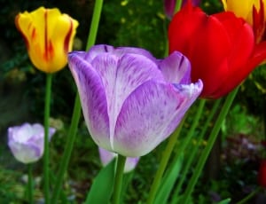 yellow purple and red tulips thumbnail