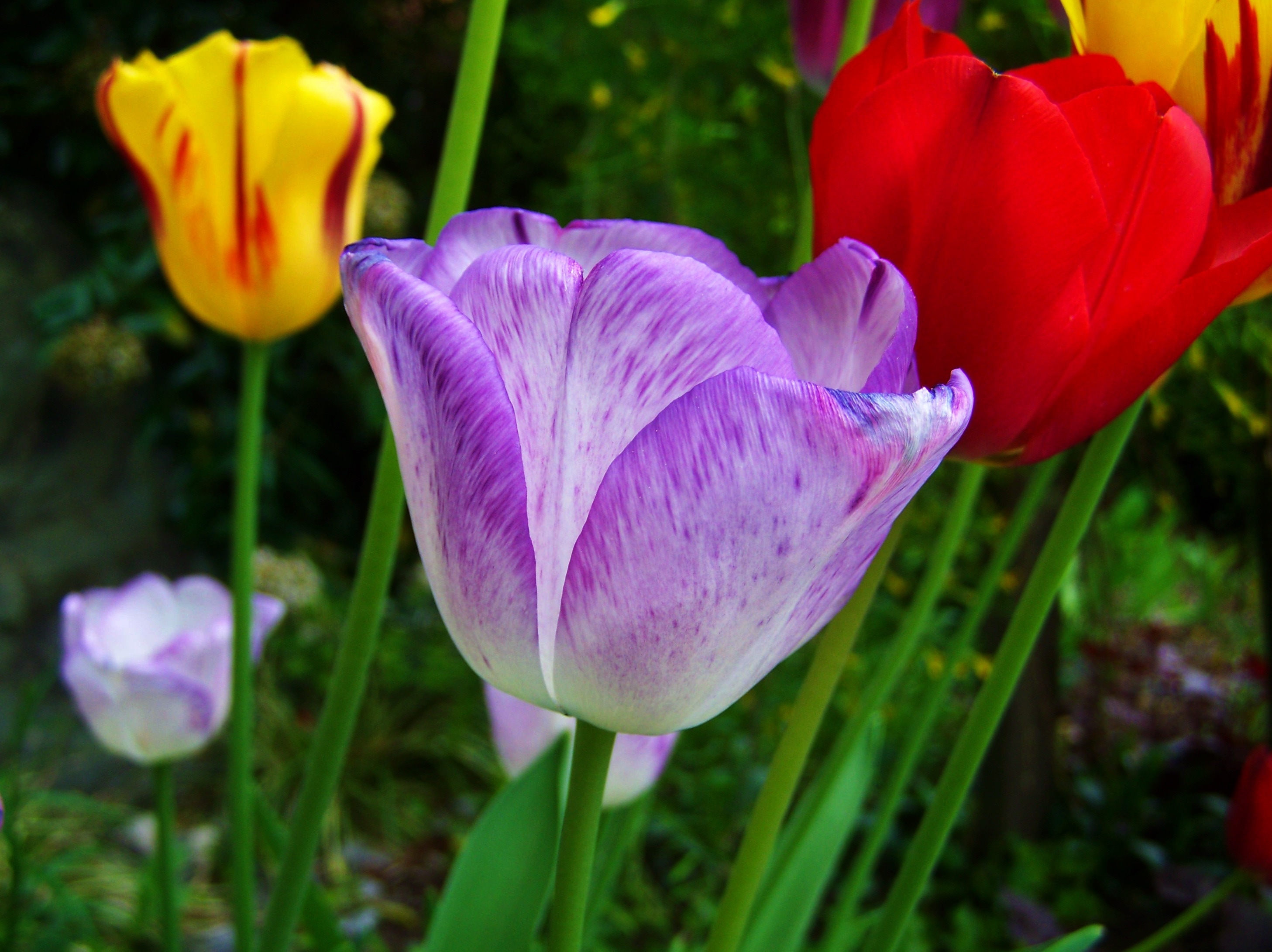 yellow purple and red tulips
