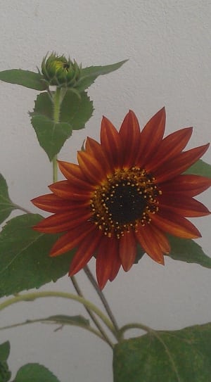 brown sunflower thumbnail