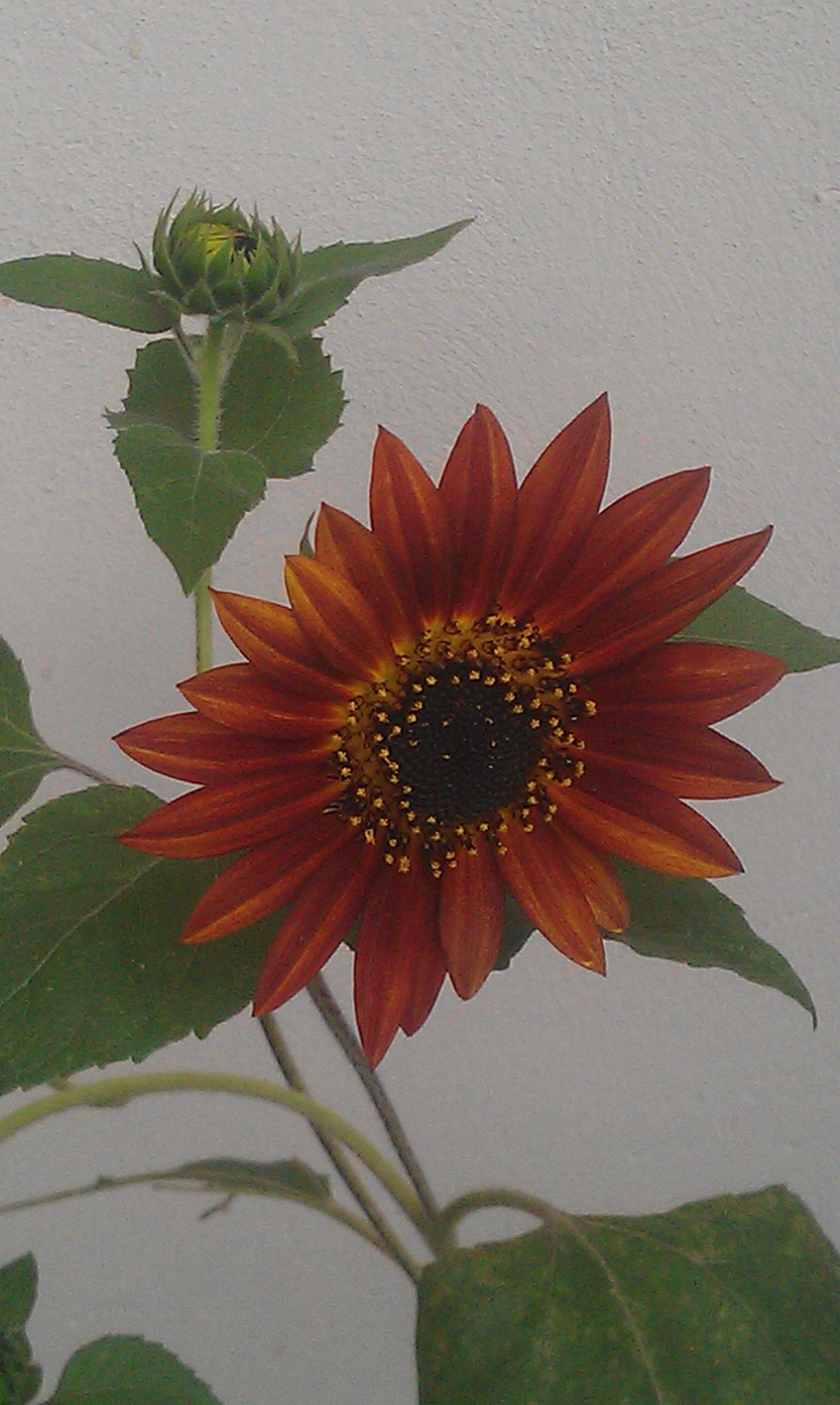 brown sunflower