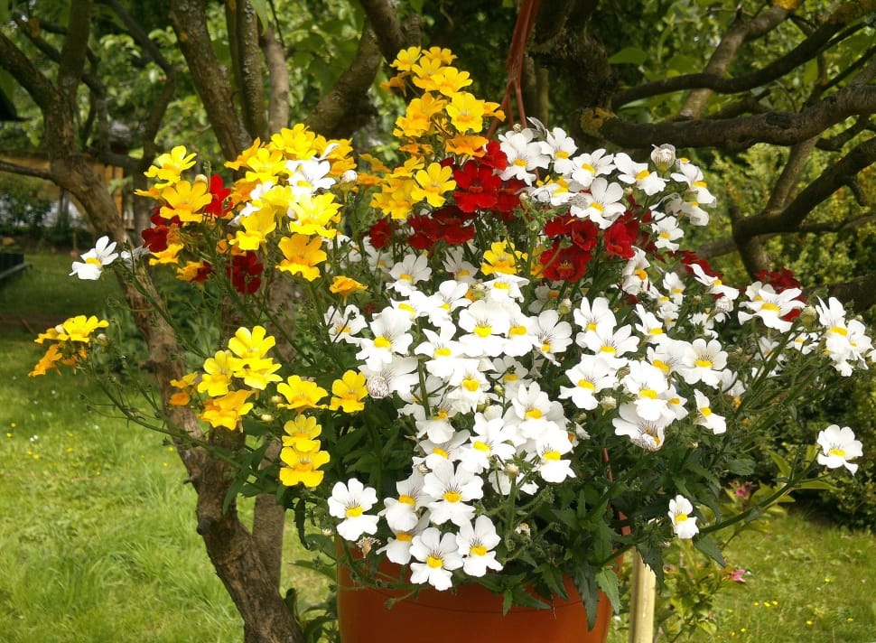 white,yellow,and red flower plant preview