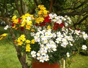white,yellow,and red flower plant thumbnail