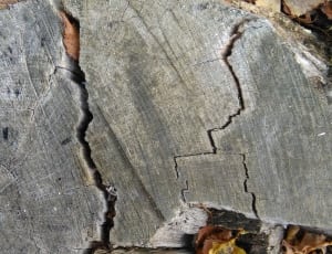 gray cut log thumbnail