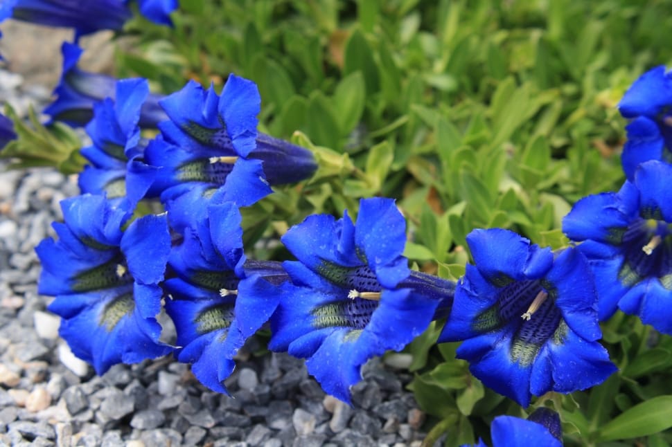 blue petal bell shape flower preview