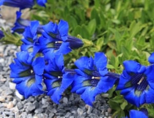 blue petal bell shape flower thumbnail
