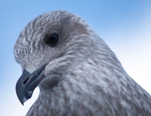 gray pigeon during daytime thumbnail