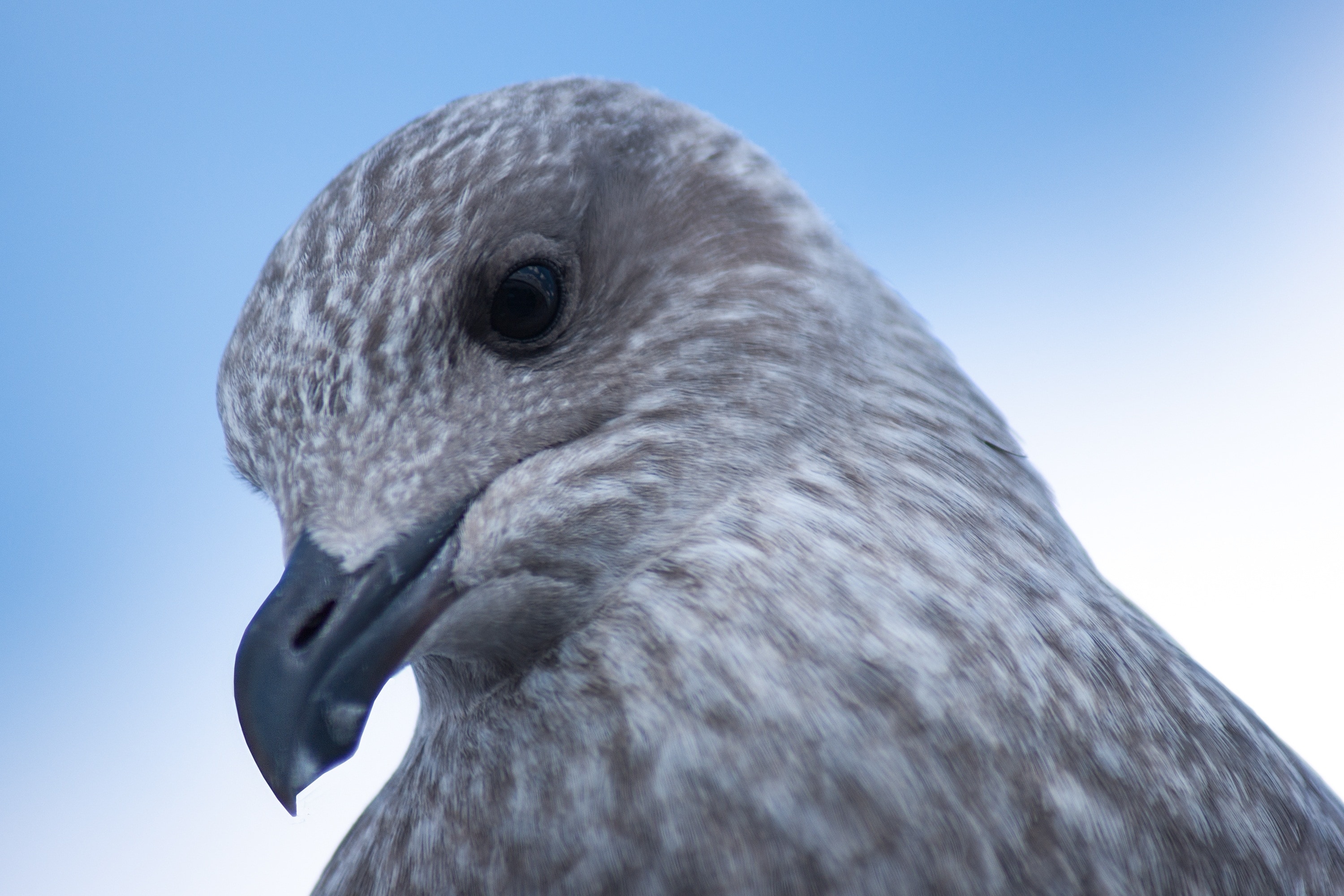 gray pigeon during daytime