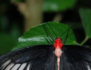 black white and red butterfly thumbnail