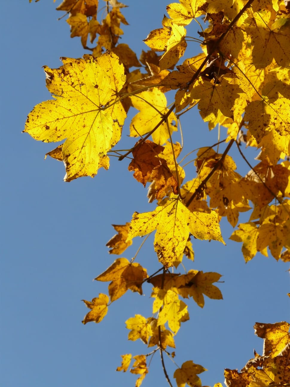 yellow tree leaf preview
