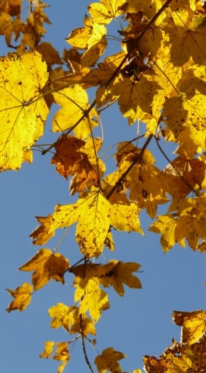 yellow tree leaf thumbnail
