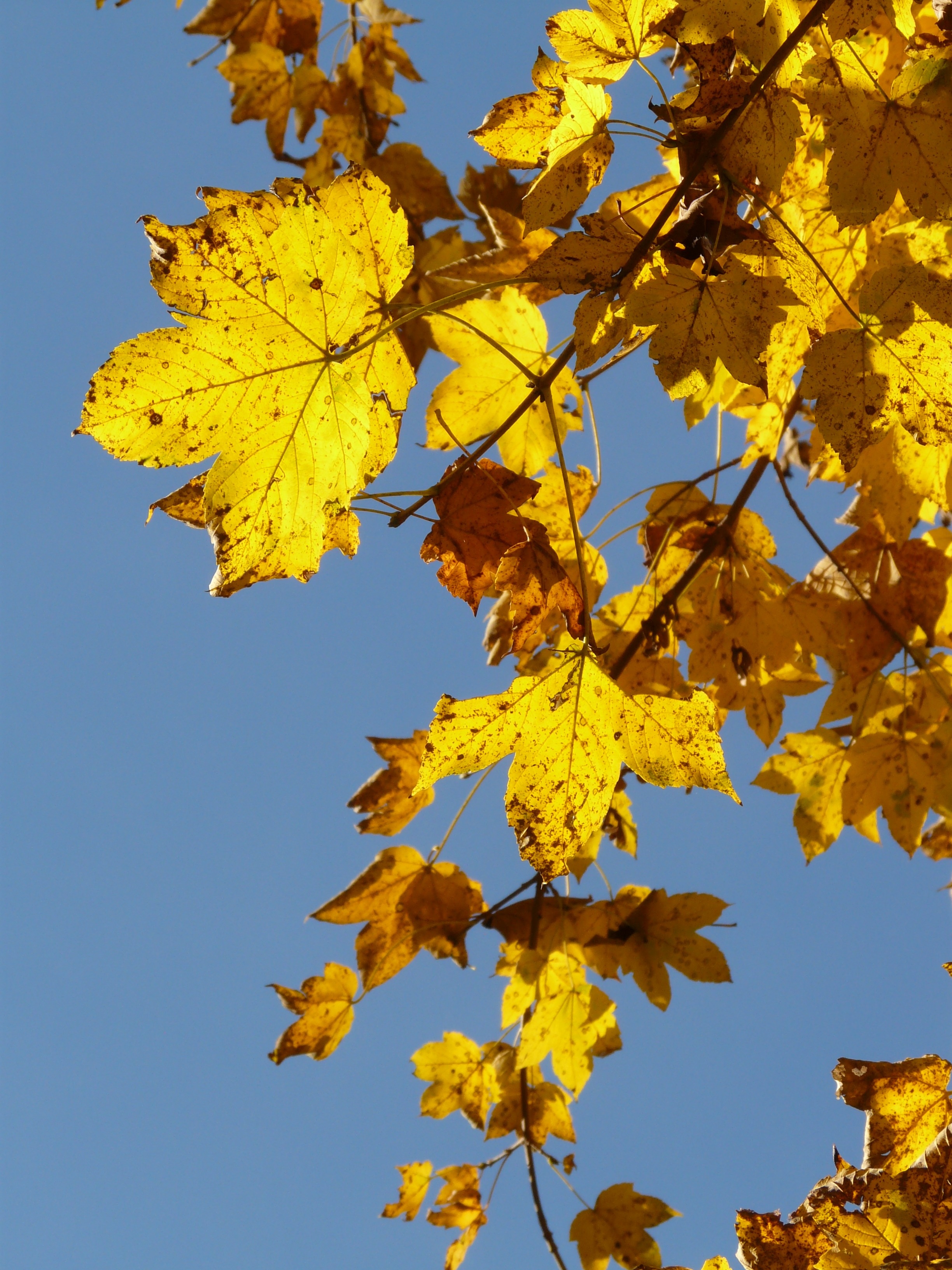 yellow tree leaf