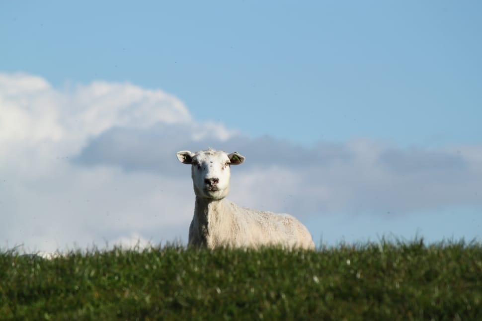white calf on green grass field preview