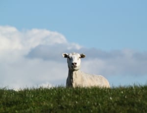 white calf on green grass field thumbnail