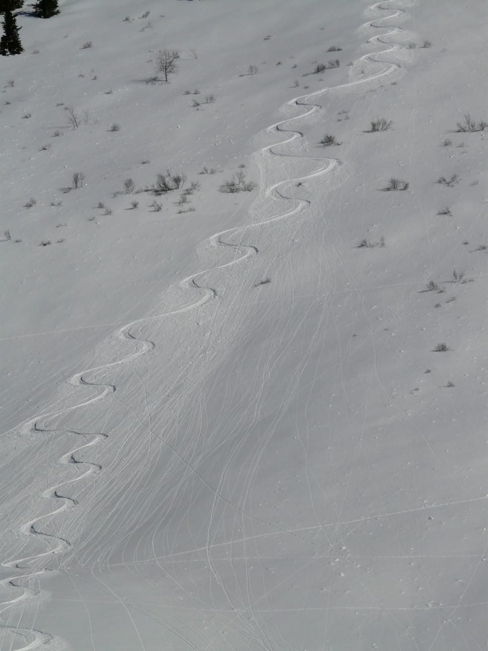 white ski tracks preview