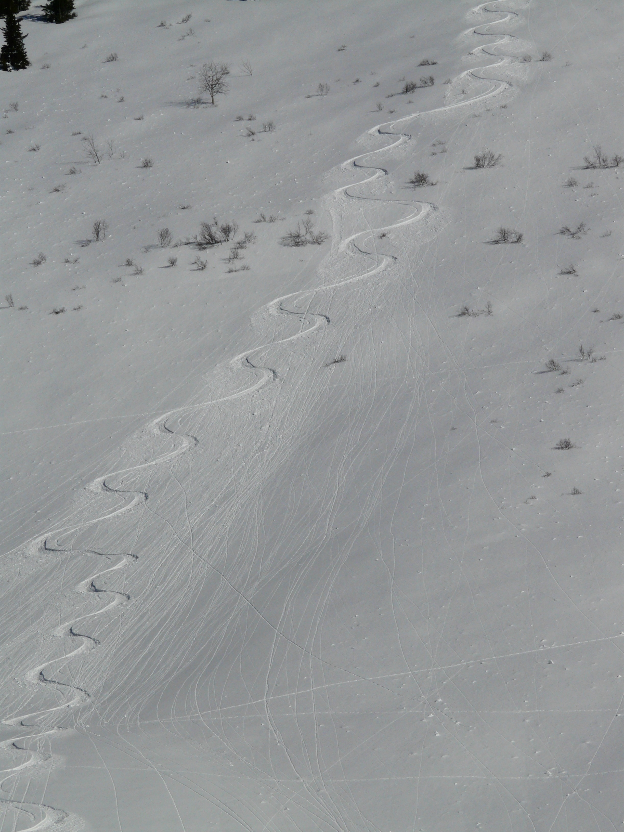white ski tracks