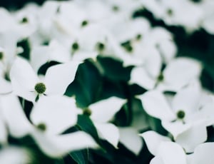 macshot photography of white flowers thumbnail