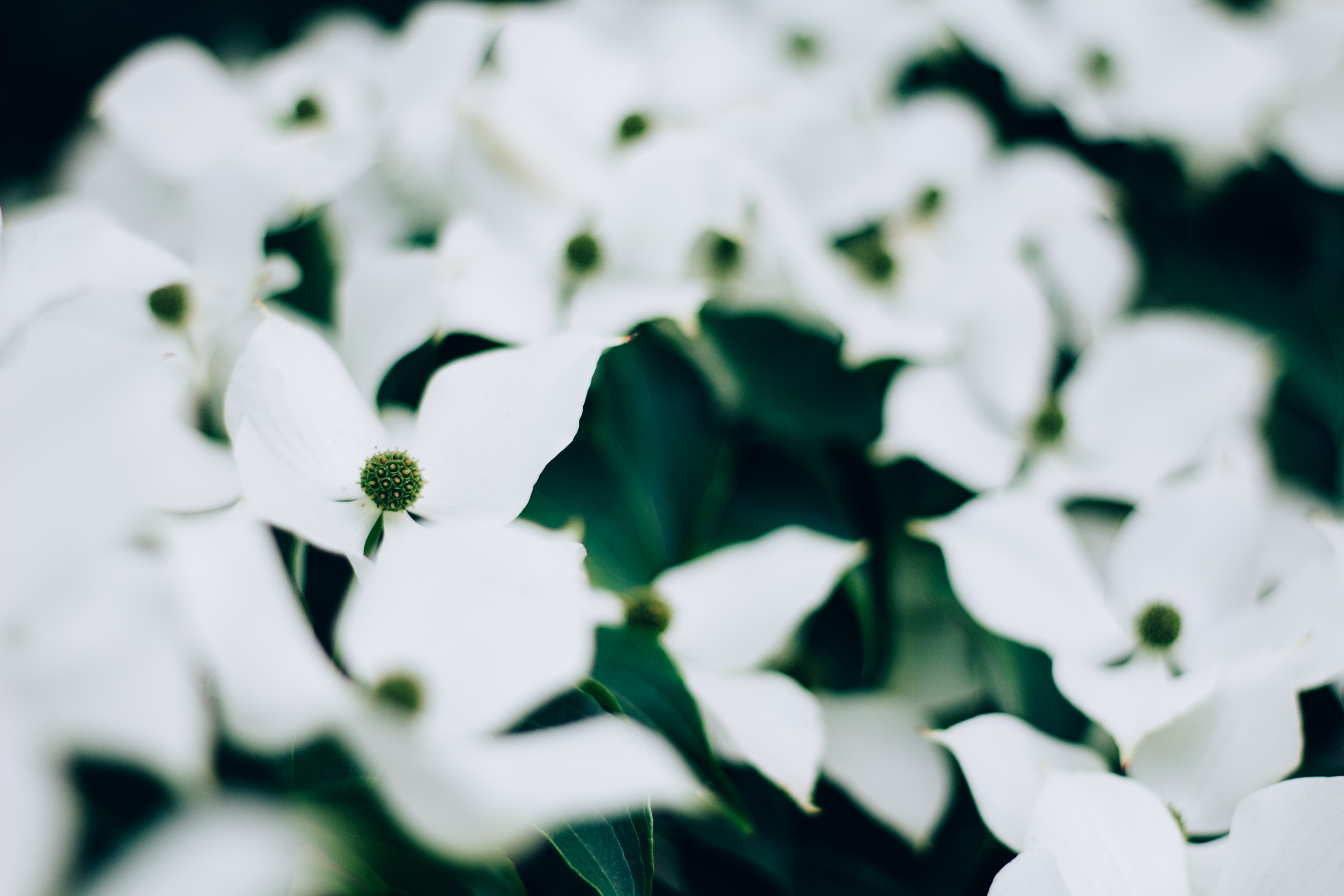 macshot photography of white flowers