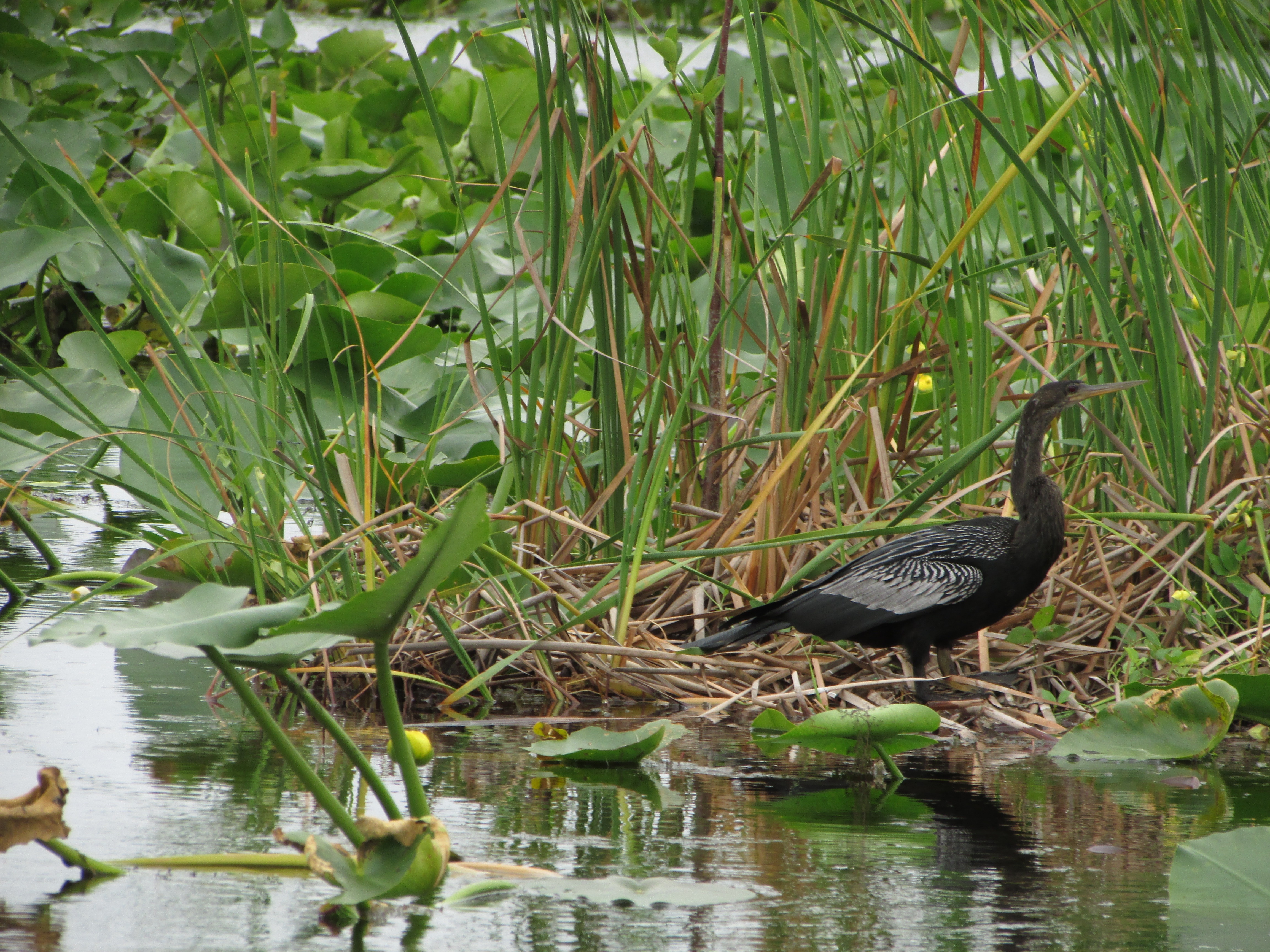 black feathered long necked bird