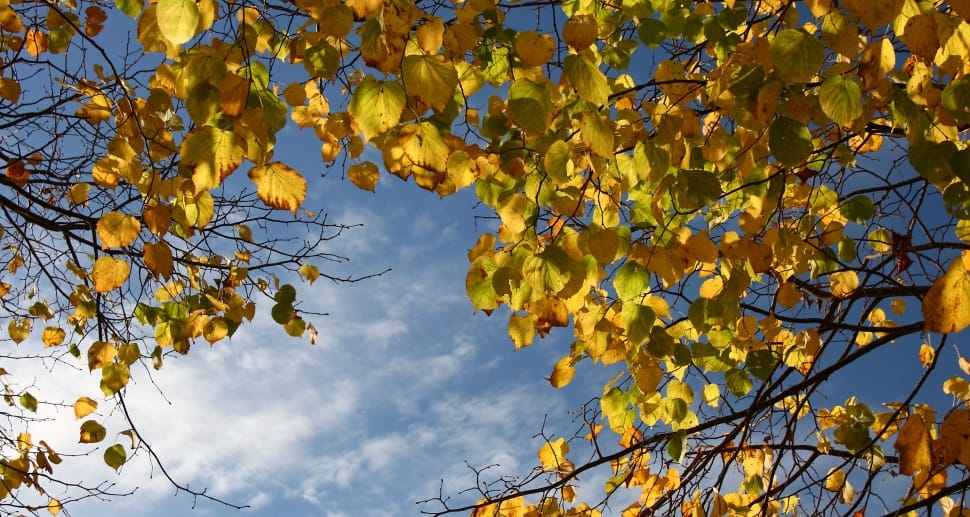 yellow leaves preview