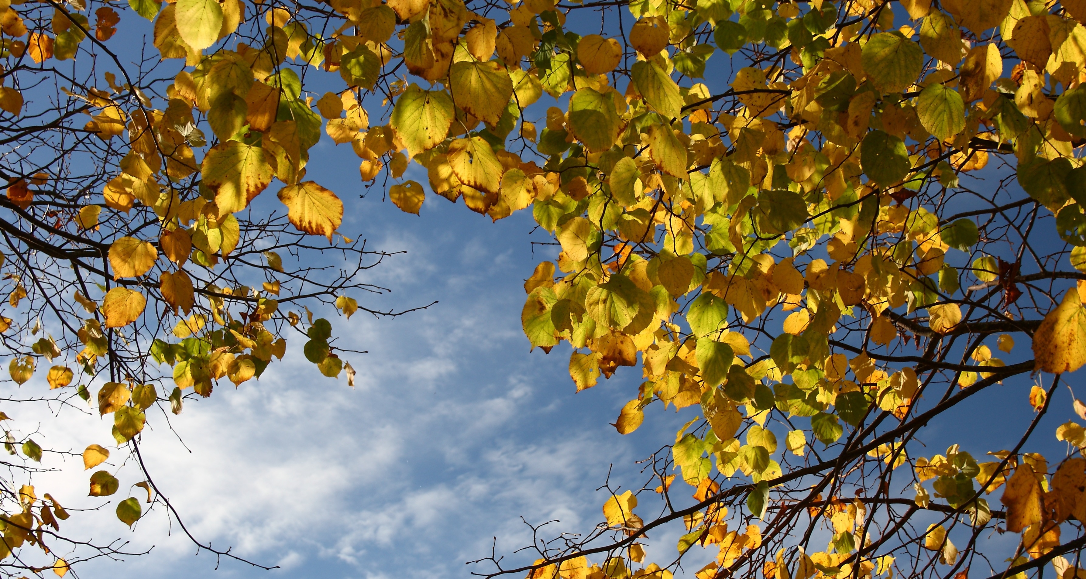 yellow leaves