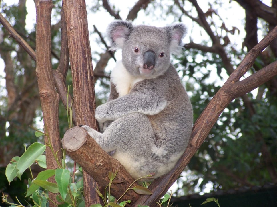 gray koala preview