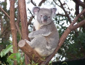 gray koala thumbnail