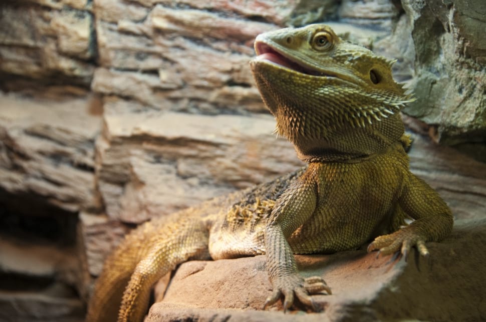 green and gray bearded dragon preview