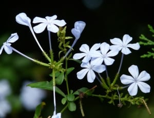 white periwinkle flower thumbnail