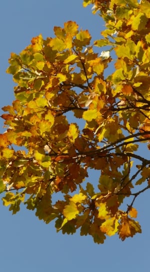 yellow mallard tree trss thumbnail