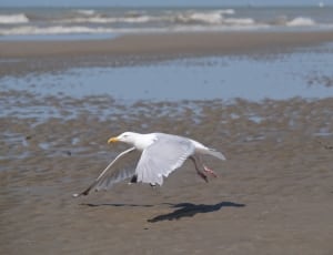 white and gray seagull thumbnail