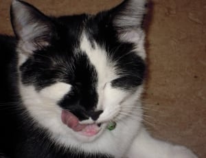 black and white short-fur cat thumbnail