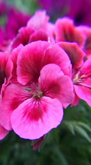 pink petal flower set thumbnail