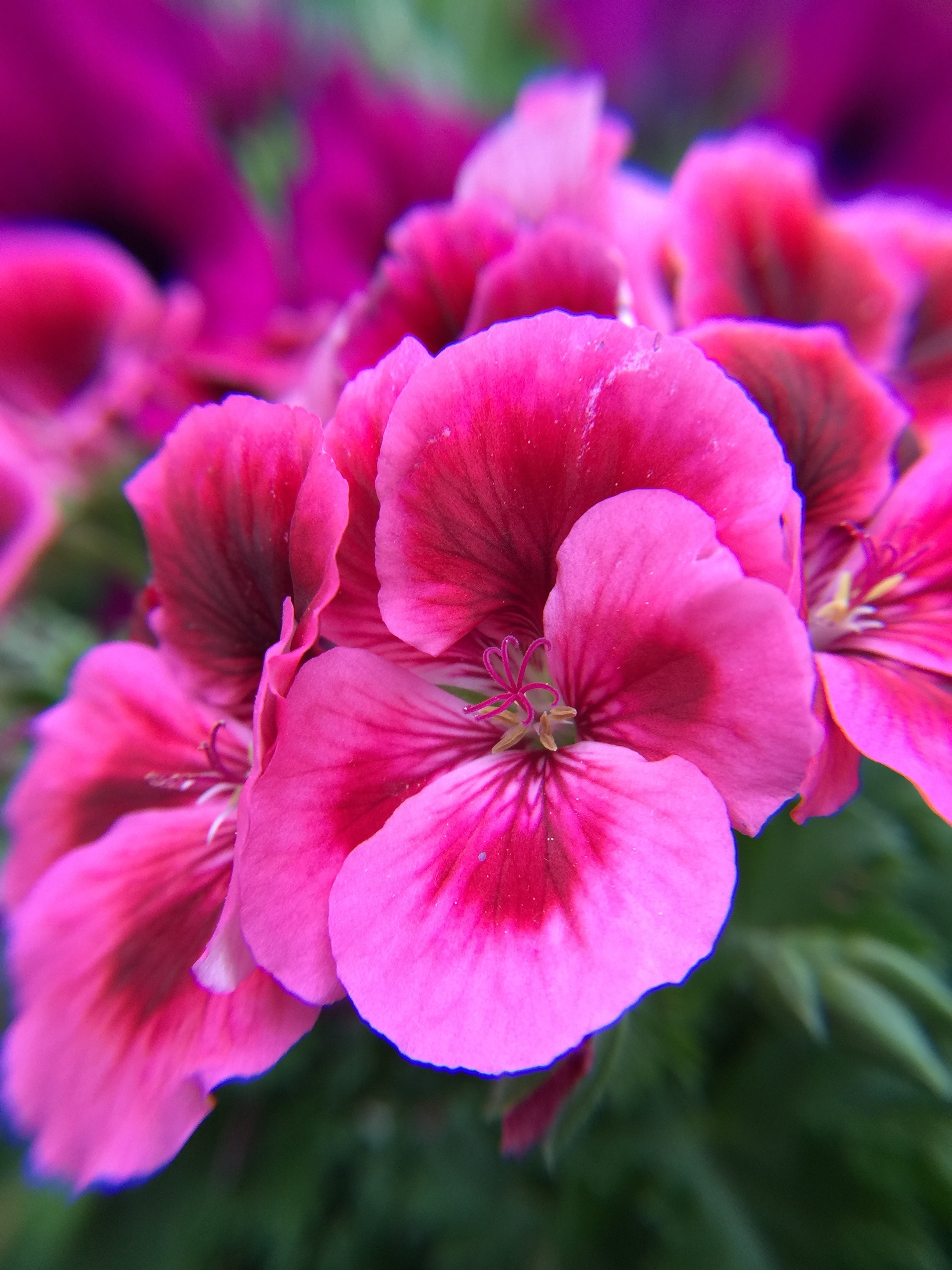 pink petal flower set