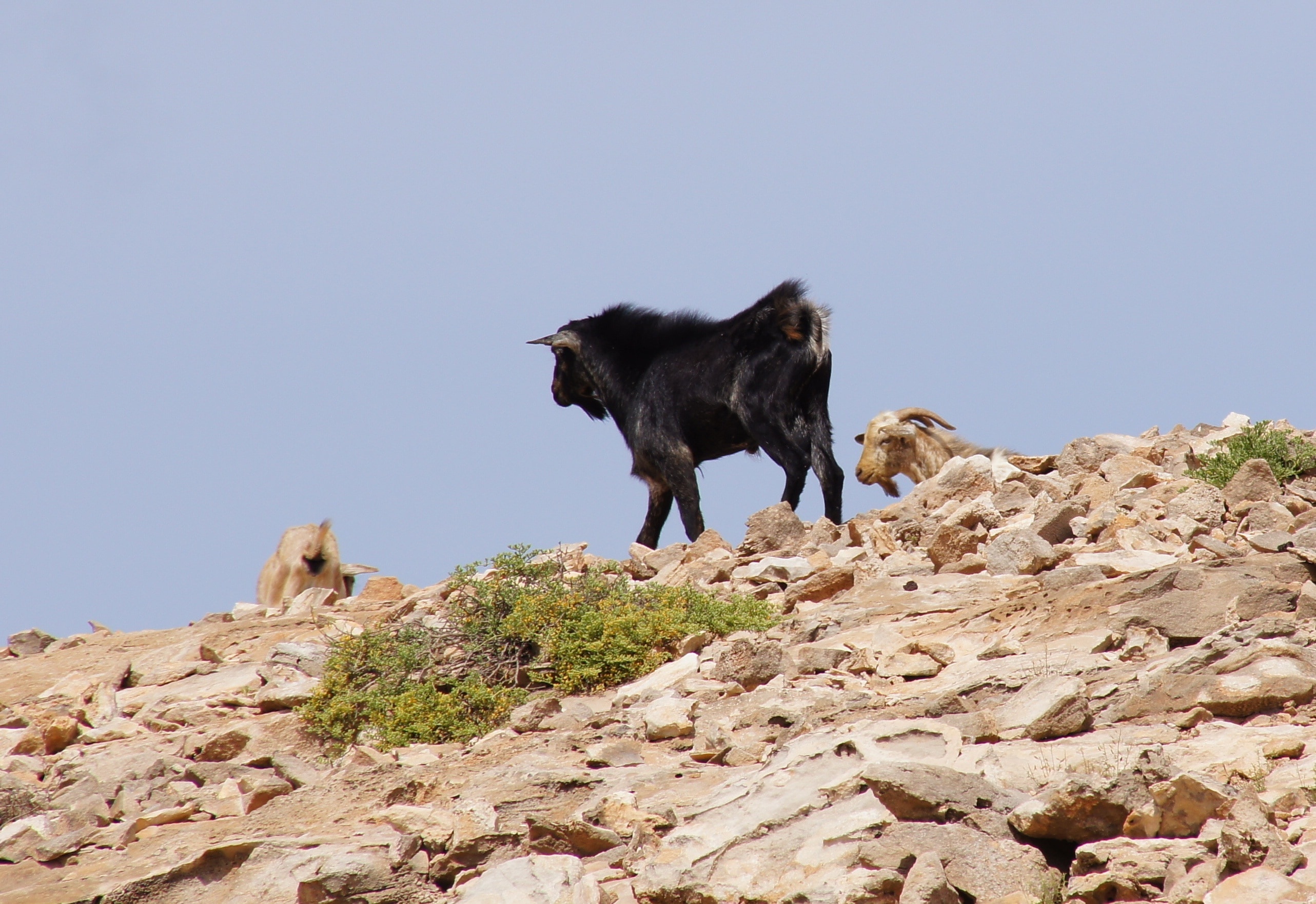 two black and brown goats on rocky area during daytime