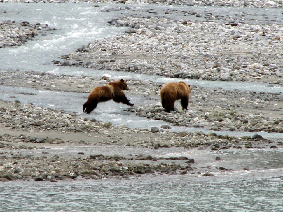 2 brown grizzly bears preview