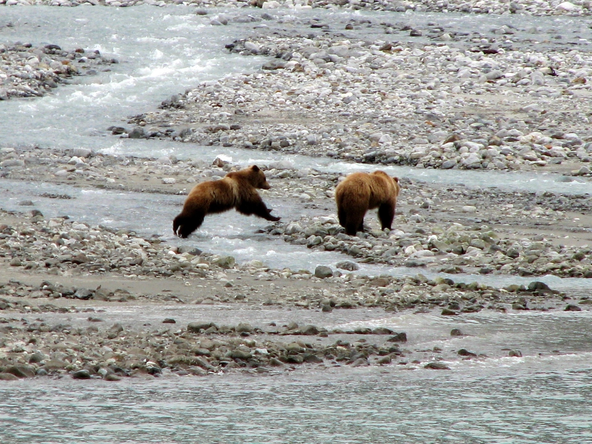 2 brown grizzly bears