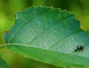 black ant on top of green leaf thumbnail
