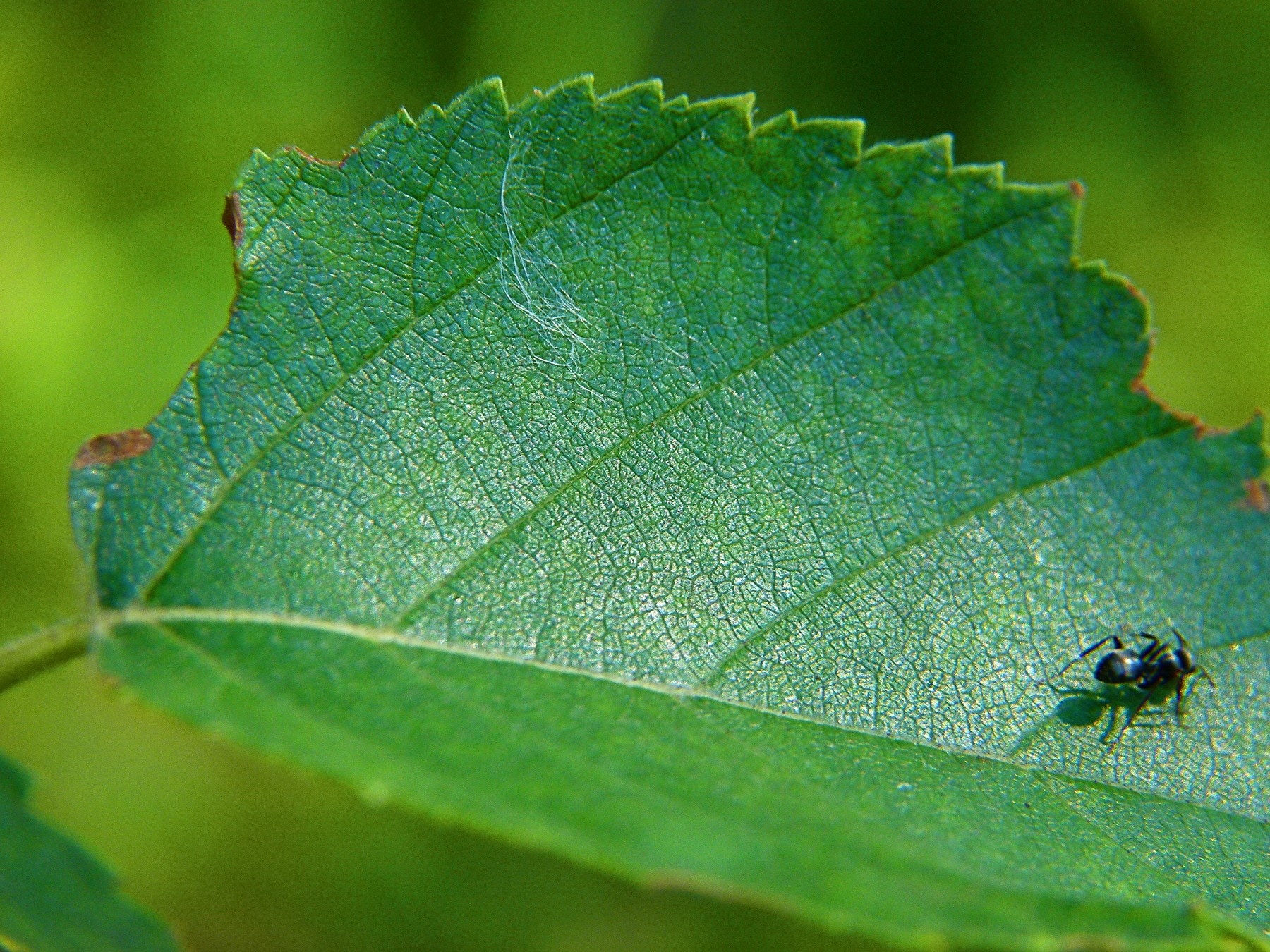 black ant on top of green leaf