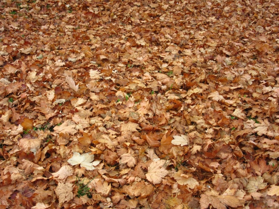 dried maple leaves on ground preview