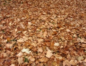 dried maple leaves on ground thumbnail