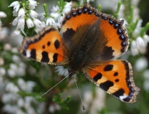 brown orange and black butterfly thumbnail