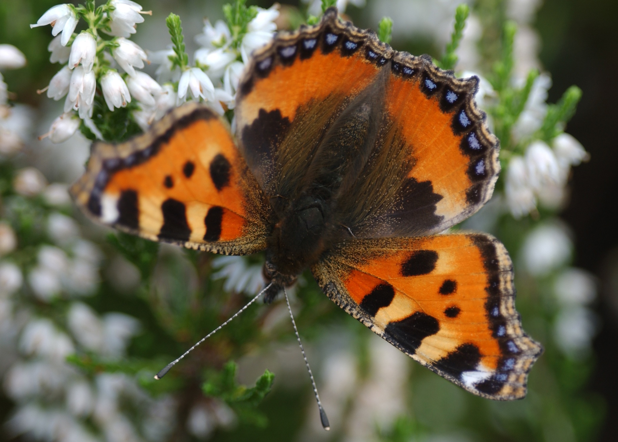 brown orange and black butterfly