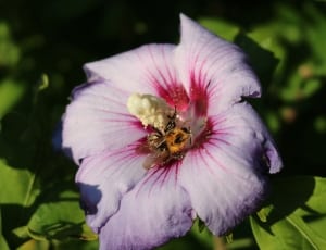purple hibiscus thumbnail