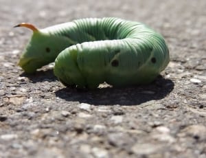 green and black caterpillar thumbnail