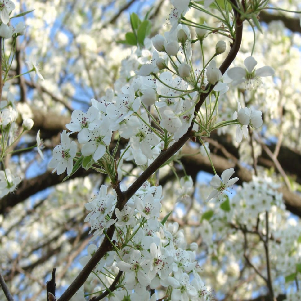 white cherry blossom flower preview