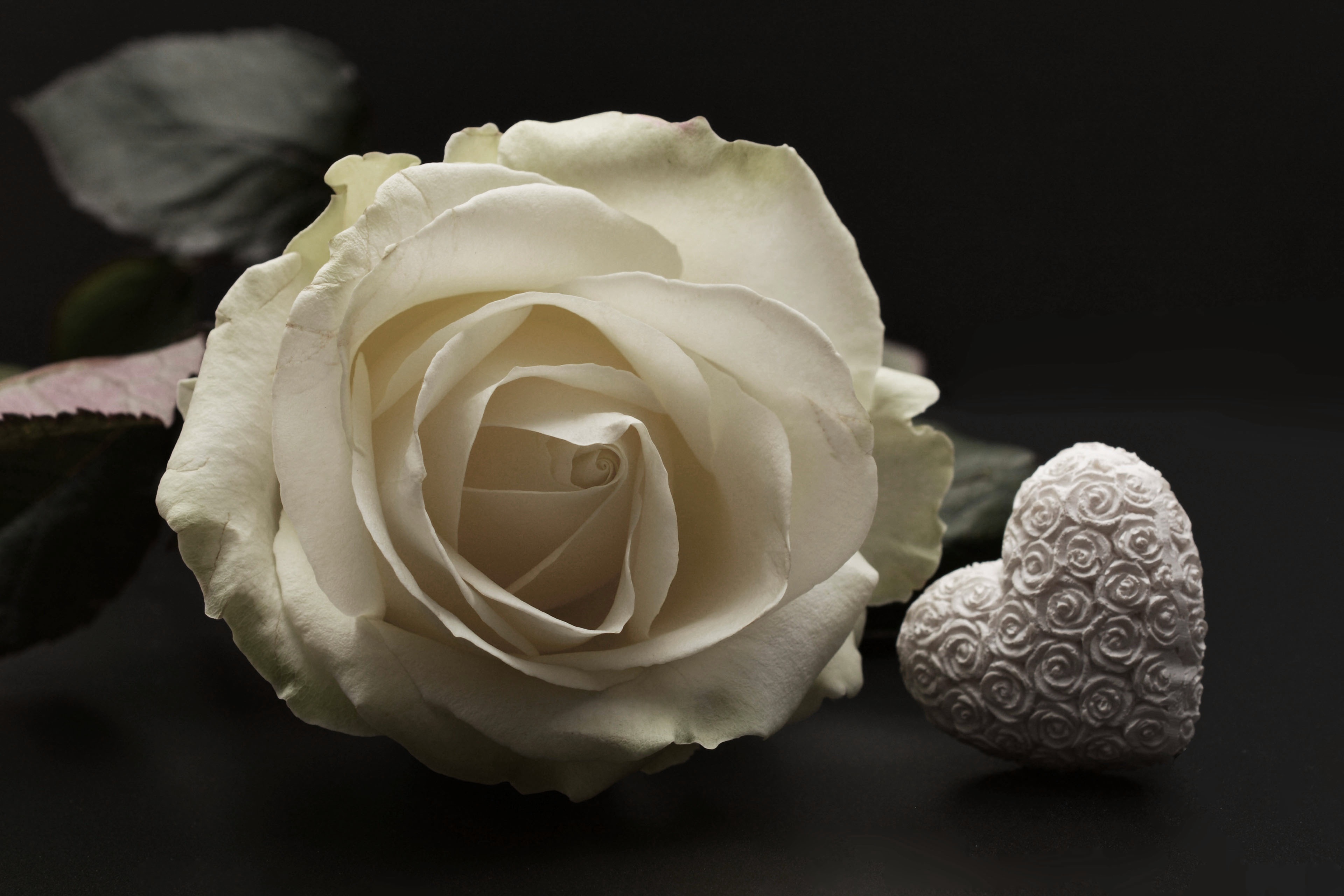 1600x1200 wallpaper | white rose flower | Peakpx