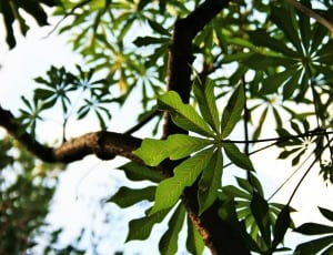 green tree leaf thumbnail