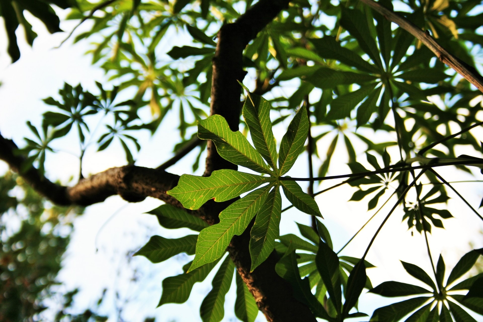 green tree leaf
